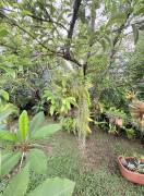 House for Sale Kingston & St. Andrew, Constant Spr