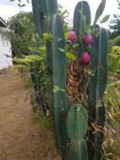 House for Sale Kingston & St. Andrew, Kingston 19