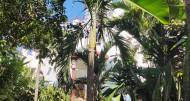 4 Bedrooms 3 Bathrooms, House for Sale in Negril