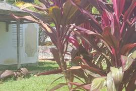 2 Bedrooms 1 Bathrooms, House for Sale in Negril