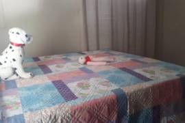 2 Bedrooms 1 Bathrooms, House for Sale in Buff Bay