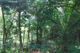 Residential Lot for Sale in Kingston 9