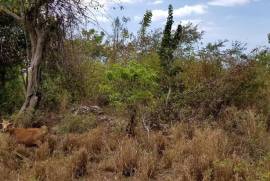 Residential Lot for Sale in Mandeville