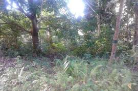 Residential Lot for Sale in Highgate