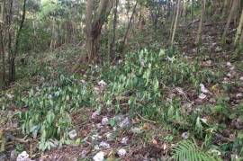 Residential Lot for Sale in Port Antonio