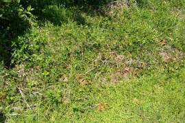 Residential Lot for Sale in Black River