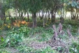 Residential Lot for Sale in Tower Isle