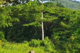 Residential Lot for Sale in Hope Bay