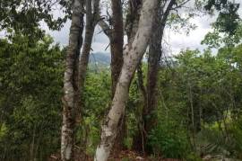 Residential Lot for Sale in Kingston 9