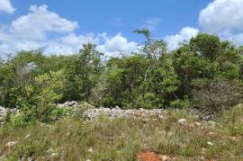 Residential Lot for Sale in Spur Tree