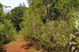 Residential Lot for Sale in Spur Tree