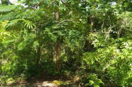 Residential Lot for Sale in Spur Tree