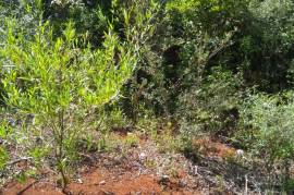 Residential Lot for Sale in Spur Tree