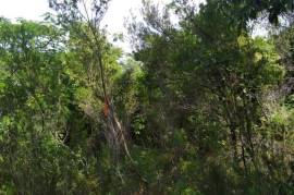 Residential Lot for Sale in Spur Tree