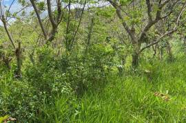 Residential Lot for Sale in Mandeville