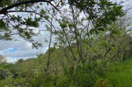 Residential Lot for Sale in Mandeville