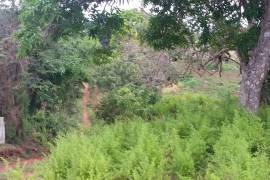 Residential Lot for Sale in Mandeville