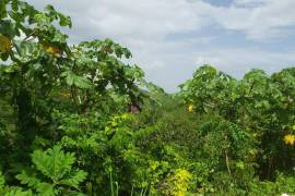 Residential Lot for Sale in Kingston 19