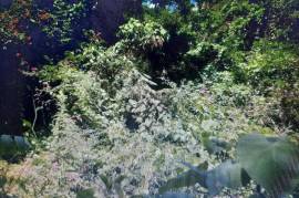 Residential Lot for Sale in Denbigh