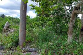 Residential Lot for Sale in Mandeville