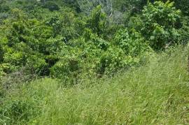 Residential Lot for Sale in Mandeville