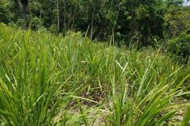 Residential Lot for Sale in Retreat