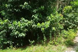 Residential Lot for Sale in Buff Bay