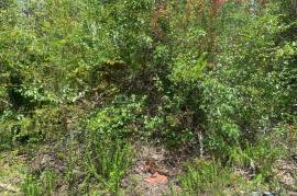 Residential Lot for Sale in Black River