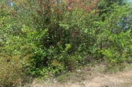 Residential Lot for Sale in Black River