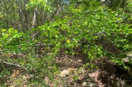 Residential Lot for Sale in Black River