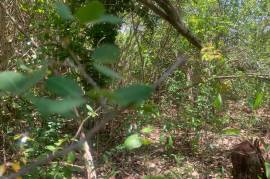 Residential Lot for Sale in Black River