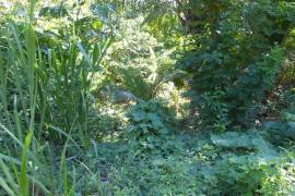 Residential Lot for Sale in Buff Bay