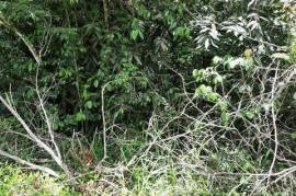 Residential Lot for Sale in Oracabessa