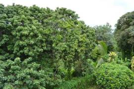 Residential Lot for Sale in Highgate