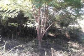 Residential Lot for Sale in Black River