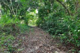 Residential Lot for Sale in Albert Town