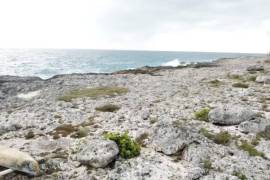 Development Land (Commercial) for Sale in Negril