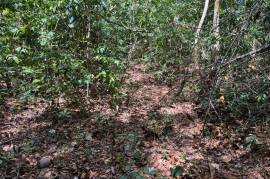 Development Land (Residential) for Sale in Montego Bay