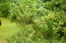 Development Land (Residential) for Sale in Kingston 8