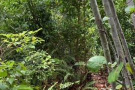 Development Land (Residential) for Sale in Boscobel