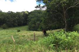 Development Land (Residential) for Sale in Bamboo