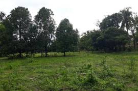 Development Land (Residential) for Sale in Linstead