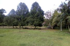 Development Land (Residential) for Sale in Linstead