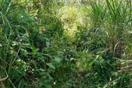 Development Land (Residential) for Sale in Blackstonedge