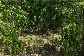 Development Land (Residential) for Sale in Annotto Bay