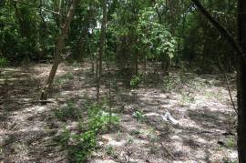 Development Land (Residential) for Sale in Negril