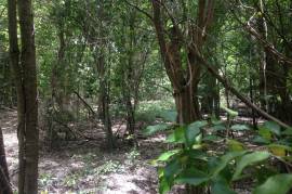 Development Land (Residential) for Sale in Negril