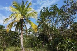 Development Land (Residential) for Sale in Montego Bay