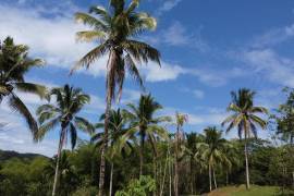 Development Land (Residential) for Sale in Montego Bay