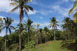 Development Land (Residential) for Sale in Montego Bay